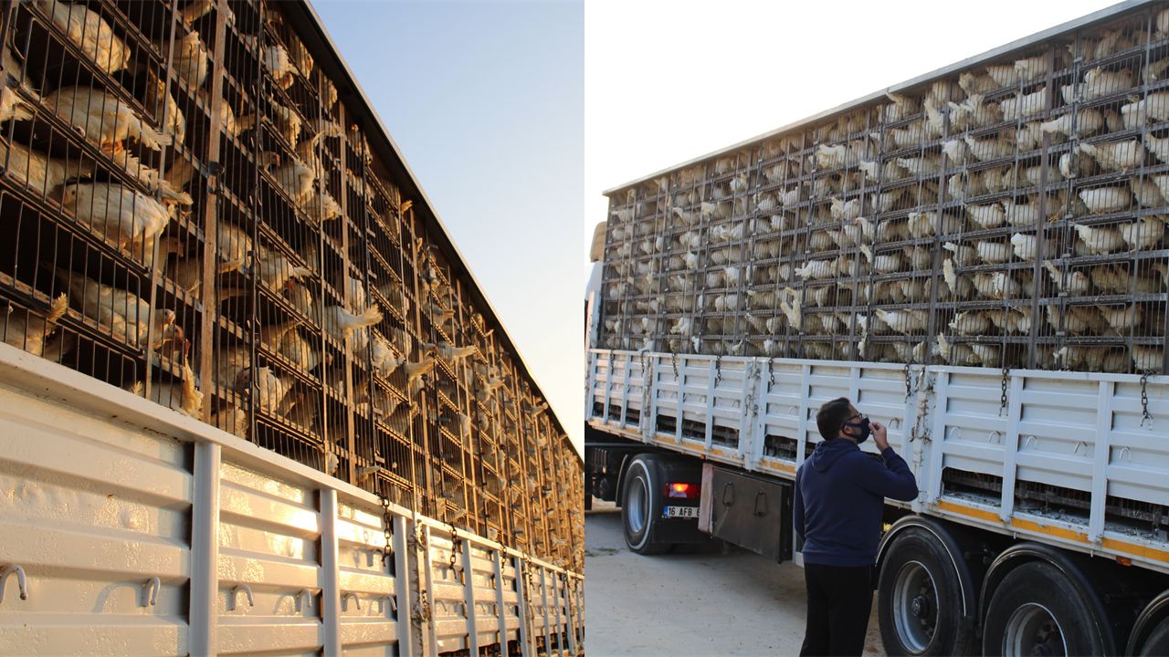 Poultry Farms and Eggs